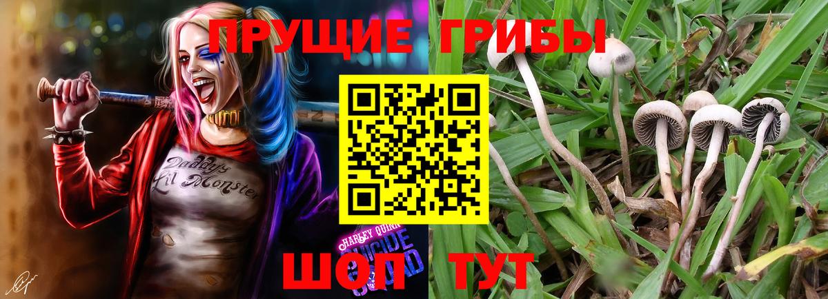 Псилоцибиновые грибы Magic Shrooms  Мичуринск  наркота  Галлюциногенные грибы Psilocybine cubensis 
